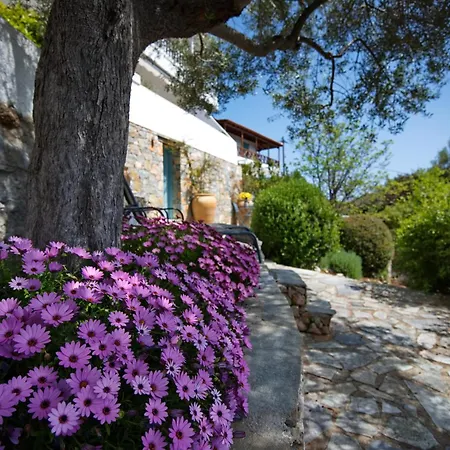 Olive Tree House Villa *